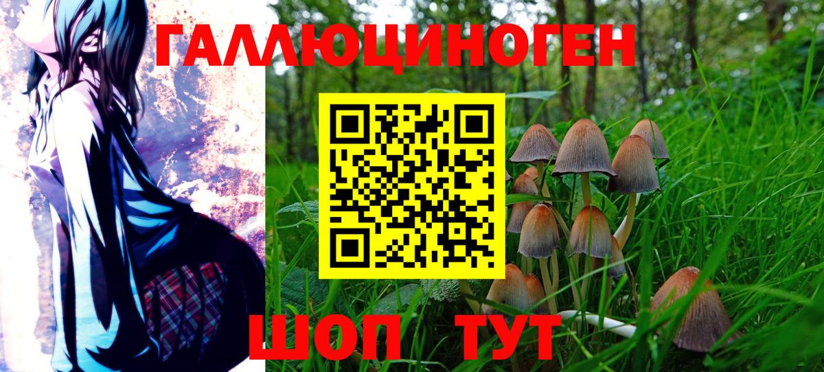 Черкесск  Псилоцибиновые грибы Cubensis  Вход с VPN  Псилоцибиновые грибы GOLDEN TEACHER 